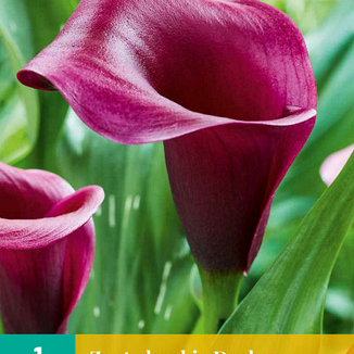X   1 ZANTEDESCHIA DURBAN 14/16