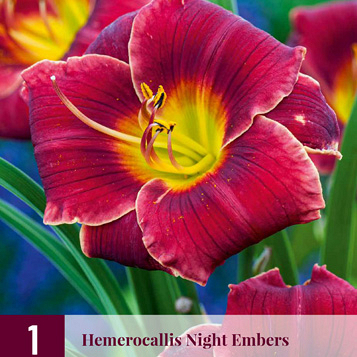 X 1 HEMEROCALLIS NIGHT EMBERS I