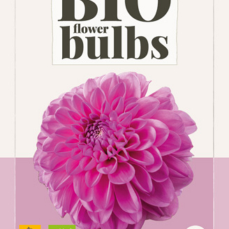 X 1 BIO DAHLIA PINK POP I