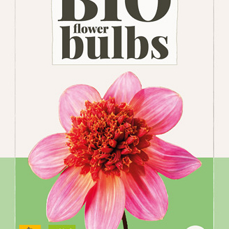 X 1 BIO DAHLIA TOTALLY TANGERINE I