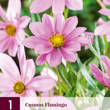 X 1 COSMOS FLAMINGO I