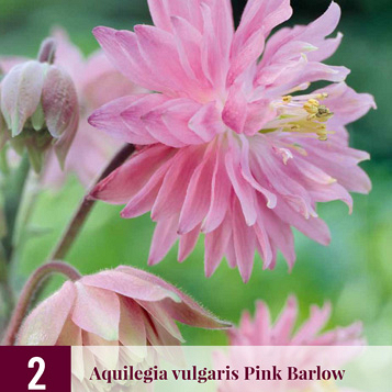 X 2 AQUILEGIA PINK BARLOW I