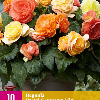 X 10 BEGONIA PASTEL COMPACTA MIX 3/4