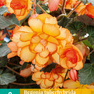 X 2 BEGONIA TUBERHYBRIDA APRICOT SHADES 5/6