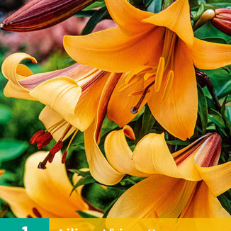 X 1 LILIUM AFRICAN QUEEN 16/18