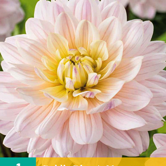 X 1 DAHLIA DIANA'S MEMORY I