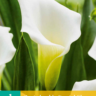 X   1 ZANTEDESCHIA CRYSTAL CLEAR 14/16