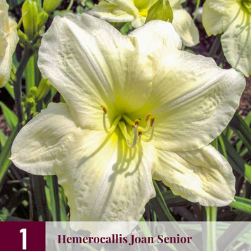 X 1 HEMEROCALLIS JOAN SENIOR I