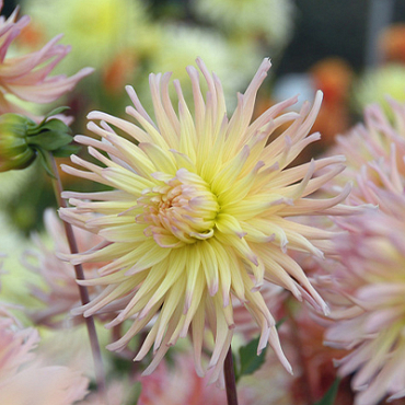 X 10 DAHLIA APRICOT STAR I