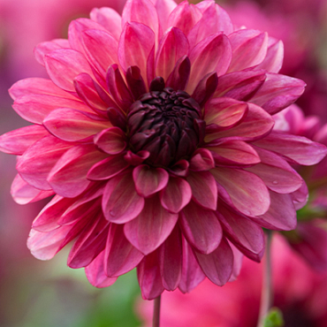 X 10 DAHLIA BACARDI I