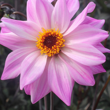 X 10 DAHLIA BISHOP OF LEICESTER I