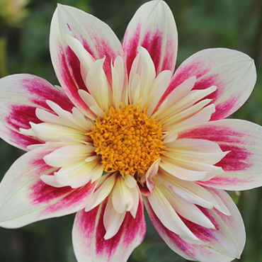 X 10 DAHLIA FASHION MONGER I