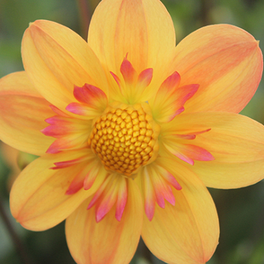 X 10 DAHLIA KELSEY ANNIE JOY I