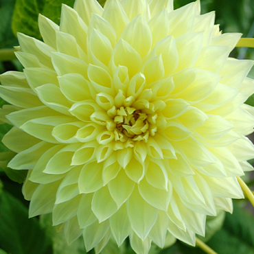 X 10 DAHLIA KELVIN FLOODLIGHT I