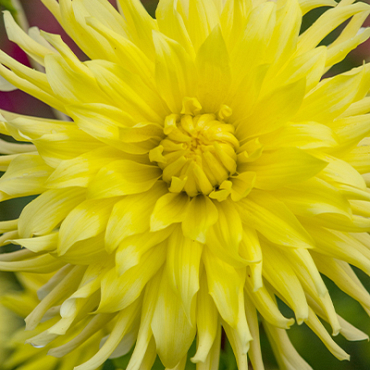 X 10 DAHLIA KENNEMERLAND I