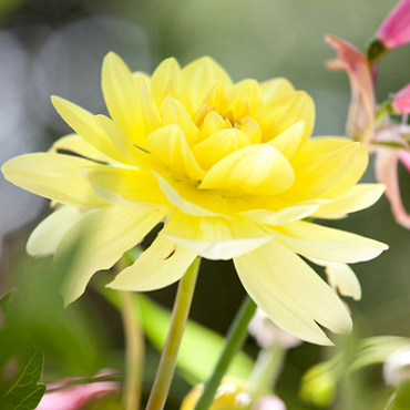 X 10 DAHLIA GLORY OF HEEMSTEDE I