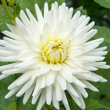 X 10 DAHLIA MY LOVE I