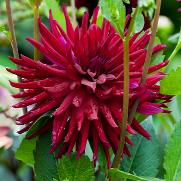 X 10 DAHLIA NUIT D'ETE I