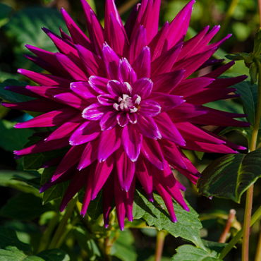 X 10 DAHLIA PURPLE GEM I