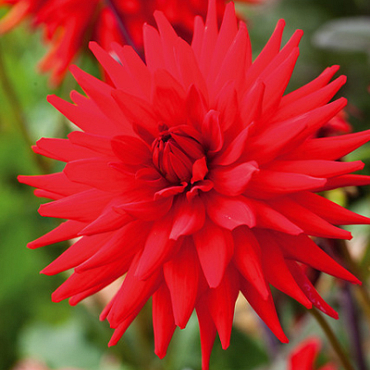 X 10 DAHLIA RED PIGMY I