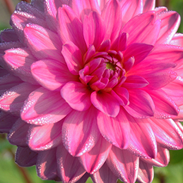 X 10 DAHLIA ROSELLA I