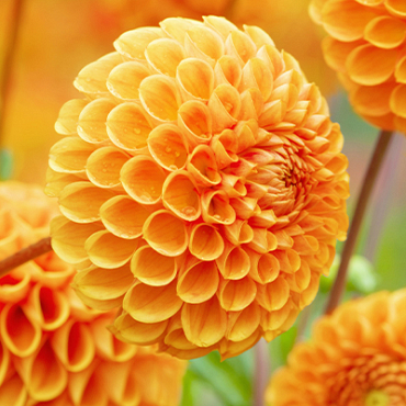 X 10 DAHLIA SOUVENIR D'ETE I