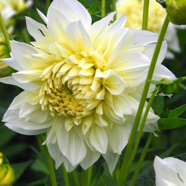 X 10 DAHLIA WHITE PERFECTION I