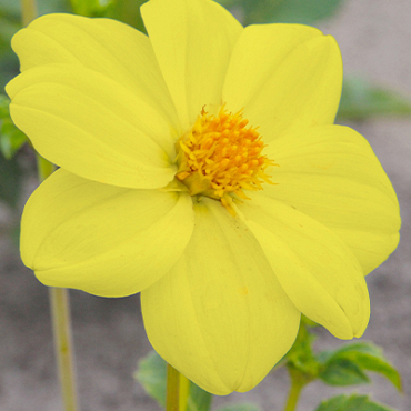 X 10 DAHLIA YELLOW SNEEZY I