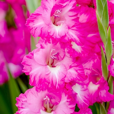 X 100 GLADIOLUS FAIRYTALE PINK 12/14