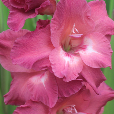 X 100 GLADIOLUS INDIAN SUMMER 12/14