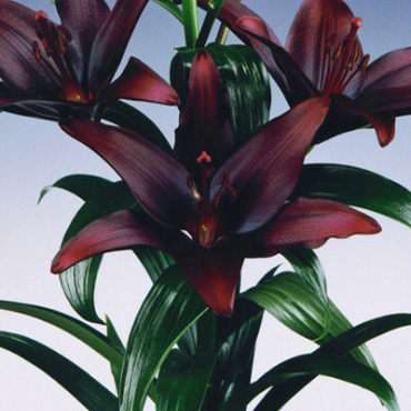 X 50 LILIUM LANDINI 14/16