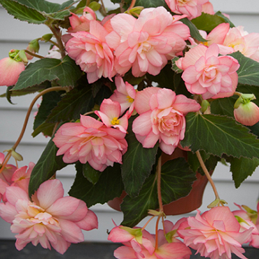 X 25 BEGONIA CASCADE FLORENCE 5/6