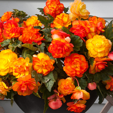 X 25 BEGONIA CASCADE SUNRAY 5/6