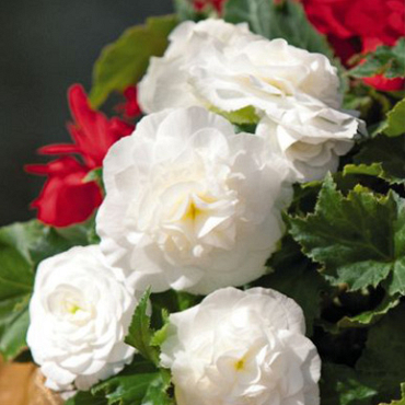 X 25 BEGONIA GRANDIFLORA WHITE 5/6