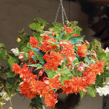 X 25 BEGONIA PENDULA ORANGE 4/5