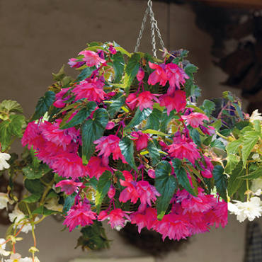 X 25 BEGONIA PENDULA PINK 4/5