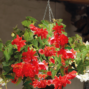 X 25 BEGONIA PENDULA RED 4/5