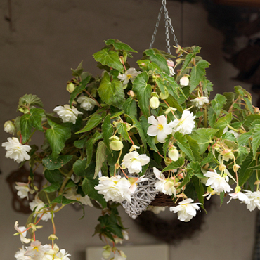X 25 BEGONIA PENDULA WHITE 4/5