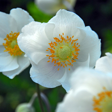 X 100 ANEMONE CORONARIA BRIDE 5/6