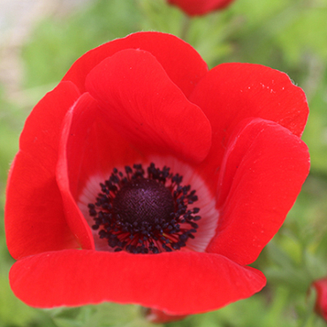 X 100 ANEMONE CORONARIA HOLLANDIA 5/6