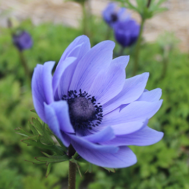 X 100 ANEMONE CORONARIA MR. FOKKER 5/6