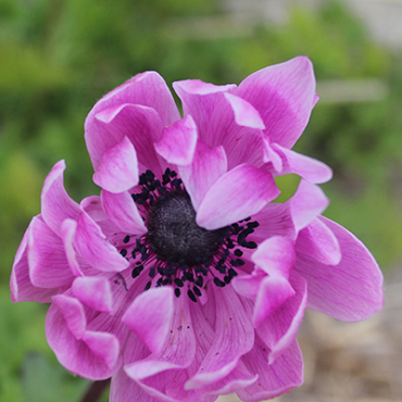 X 100 ANEMONE CORONARIA SYLPHIDE 5/6