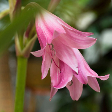 X 10 CRINUM POWELLI 20/24