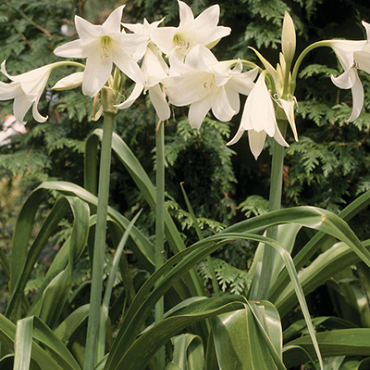 X 10 CRINUM POWELLII ALBUM 20/24