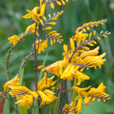 X 100 CROCOSMIA GEORGE DAVISON 8/+