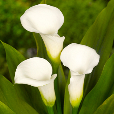 X 25 ZANTEDESCHIA CRYSTAL CLEAR 14/16