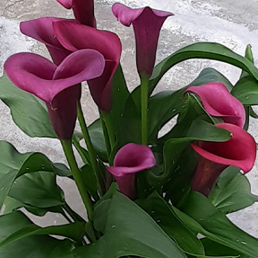 X 25 ZANTEDESCHIA DURBAN 14/16