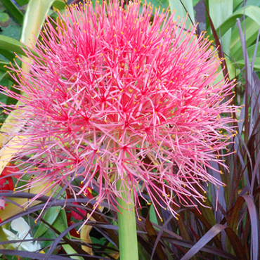 X 10 SCADOXUS MULTIFLORUS 16/18