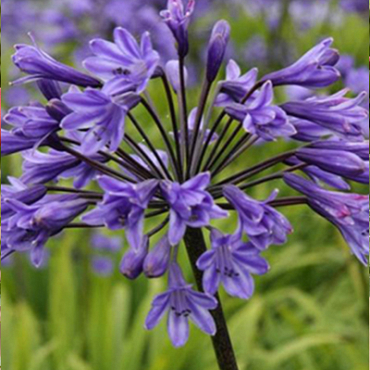 X 25 AGAPANTHUS BLACK BUDDHIST 1/2