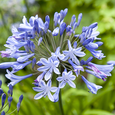 X 25 AGAPANTHUS BLUE GIANT 1/2